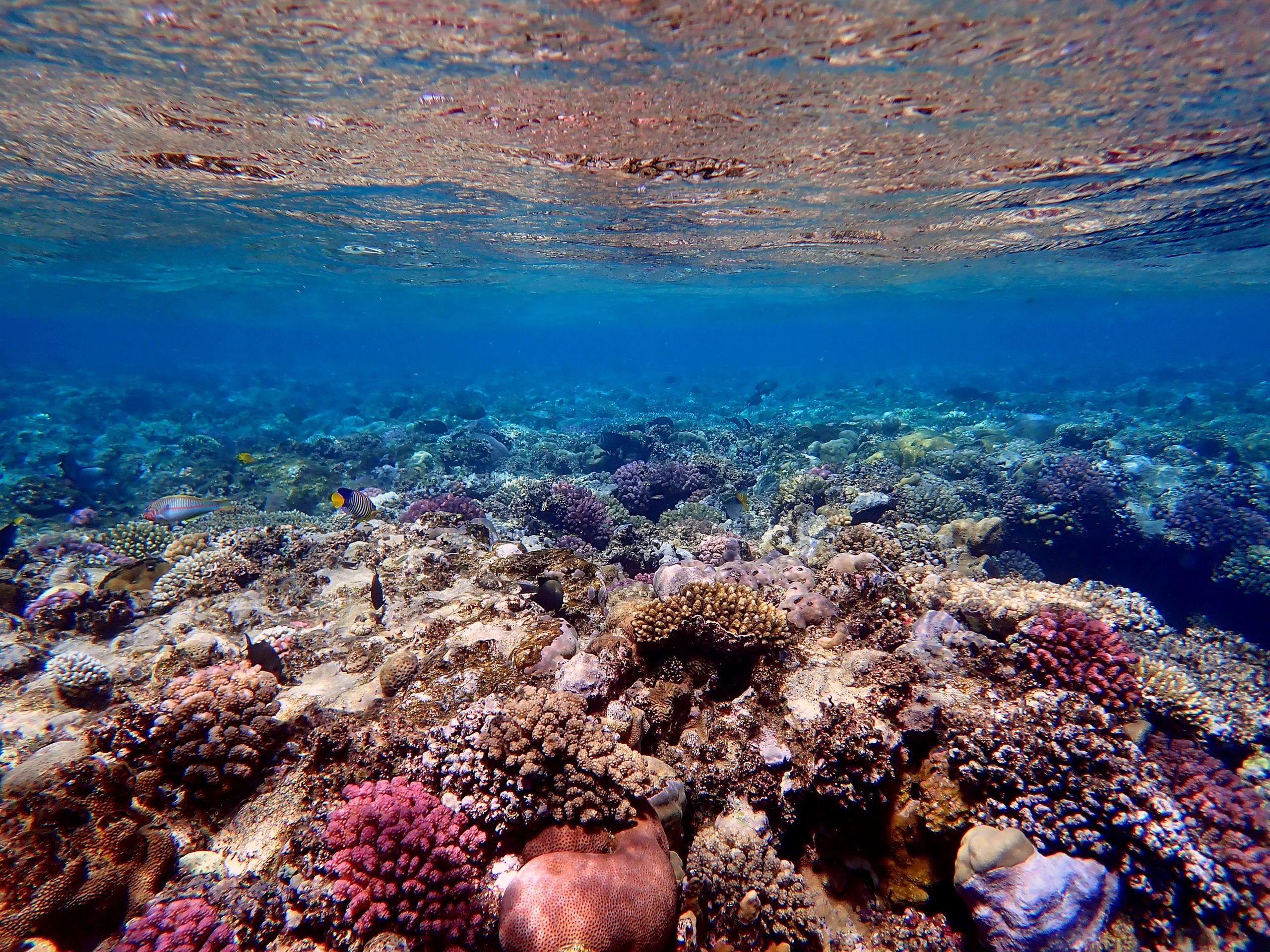 Colorful coral reef underwater scene